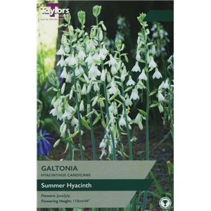 Galtonia